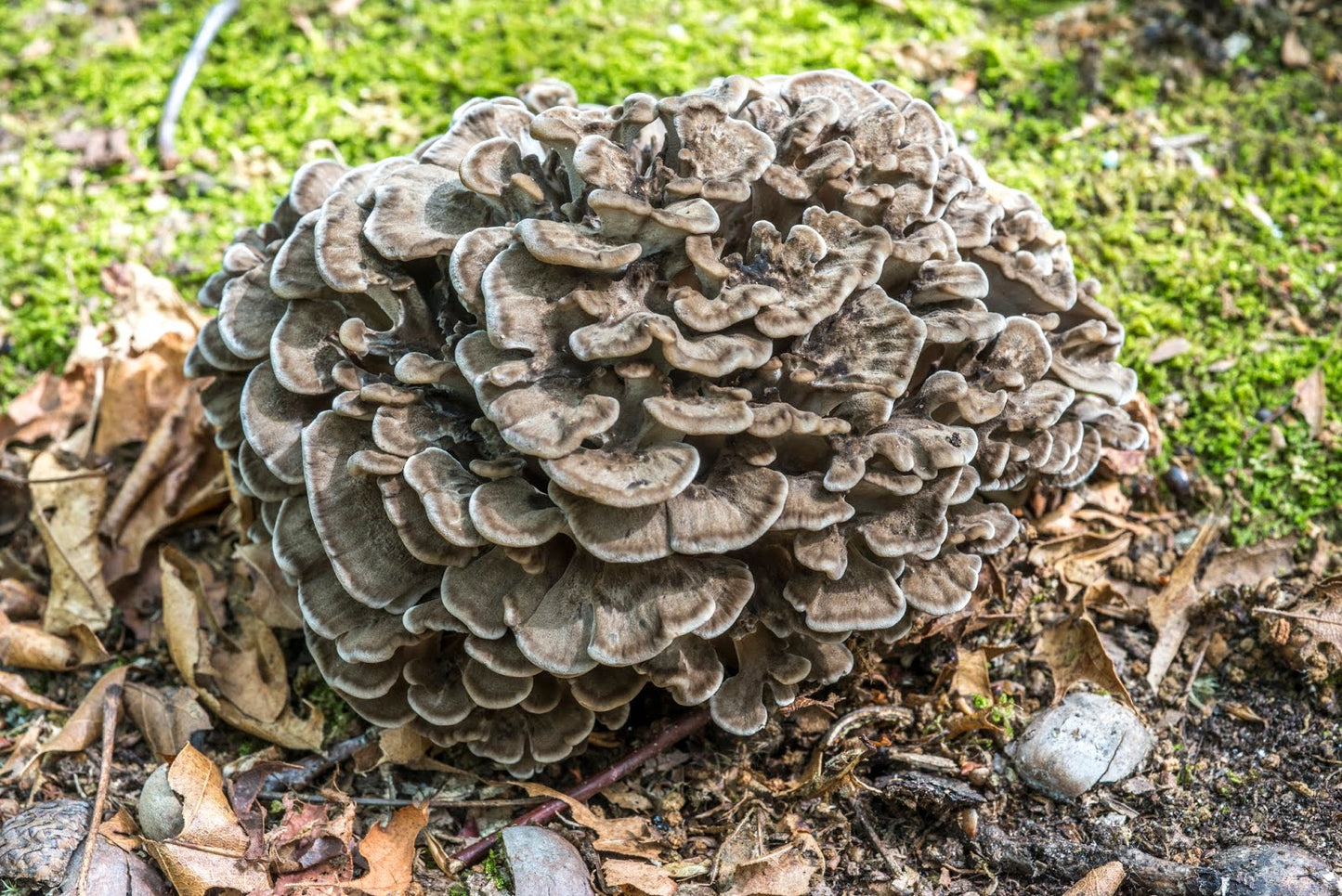 Dry Maitake Mushroom (Hen of the Wood) - 30gm