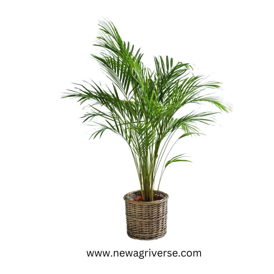 Areca Palm (Dypsis Lutescens) Indoor Live Plant - Healthy Live Plant