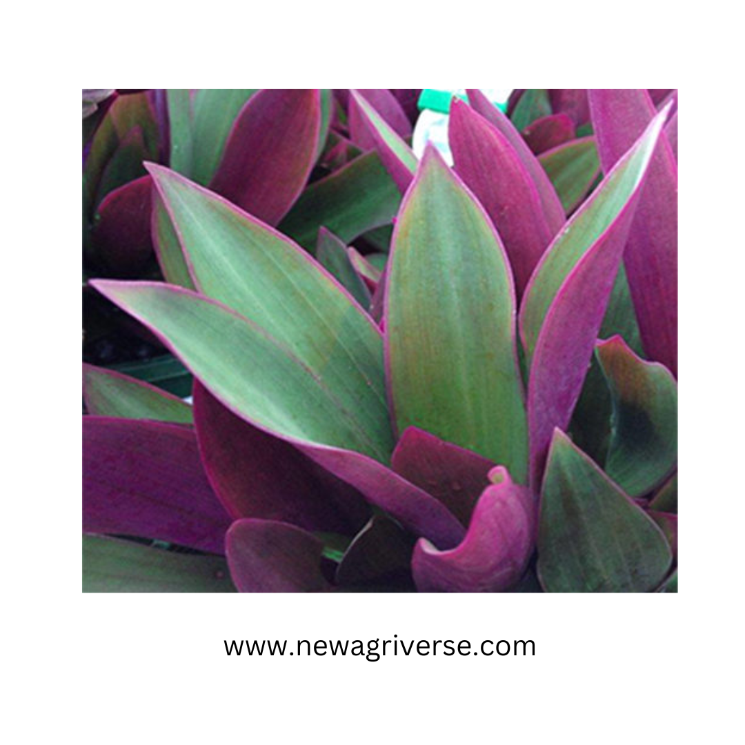Rhoeo Plant (Moses in the Cradle / Oysterplant / Boatlily) - Tradescantia Spathacea Live Plant | Vibrant Indoor/Outdoor Foliage