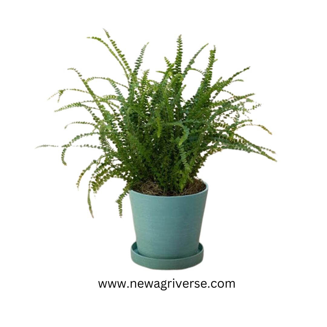 Lemon Button Fern (Nephrolepis Cordifolia Duffii) - Aromatic Indoor Fern Plant
