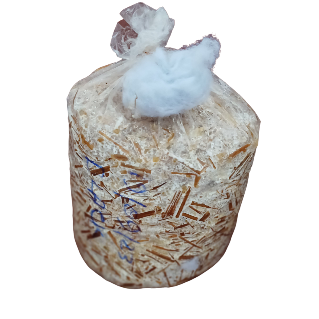 Mushroom Ready To Grow Fruiting Bag (1 Piece)