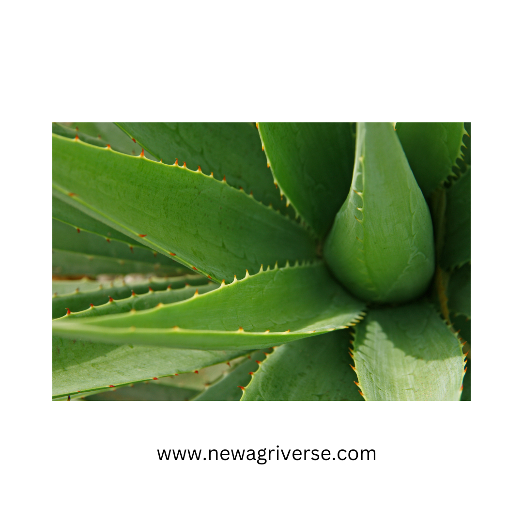 Medicinal Aloe Vera Plant - Live Aloe Vera for Home & Outdoor Gardening | Indoor/Outdoor Balcony Plant for Skin Gel & Health Benefits