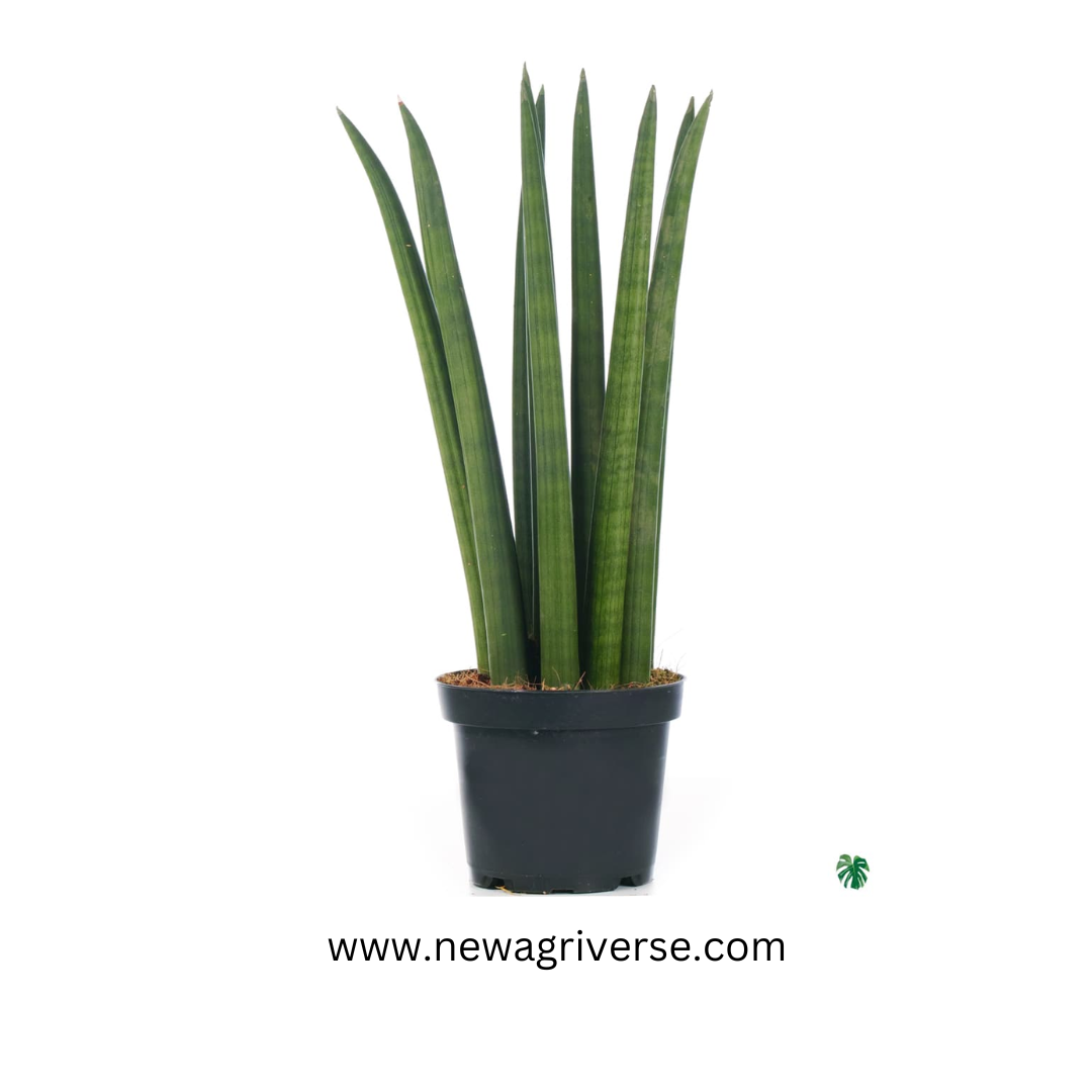 sansevieria cylindrica stuckyi Sansevieria Cylindrica (Cylindrical Snake Plant) - Succulent Snake Plant | Easy Propagation