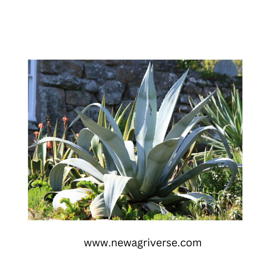 rare agave americana century plant succulent exotic maguey aloe seed Century Plant (Agave americana) - American Aloe