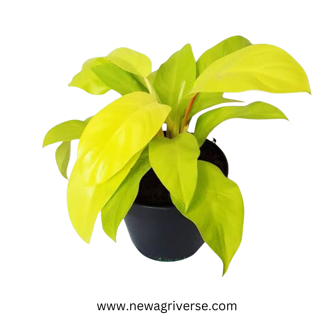 orlando philodendron Golden Orlando Philodendron (Golden Goddess/Malay Gold)