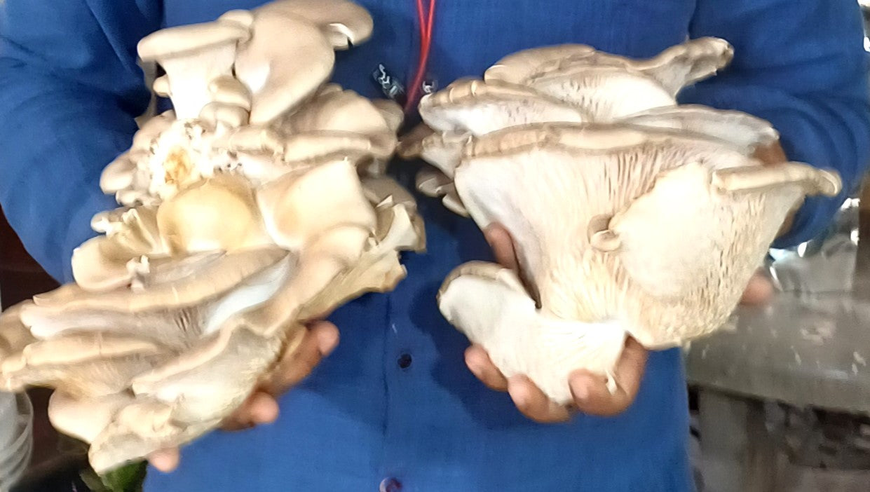 Oyster Mushroom Spawn (Jumbo Strain)