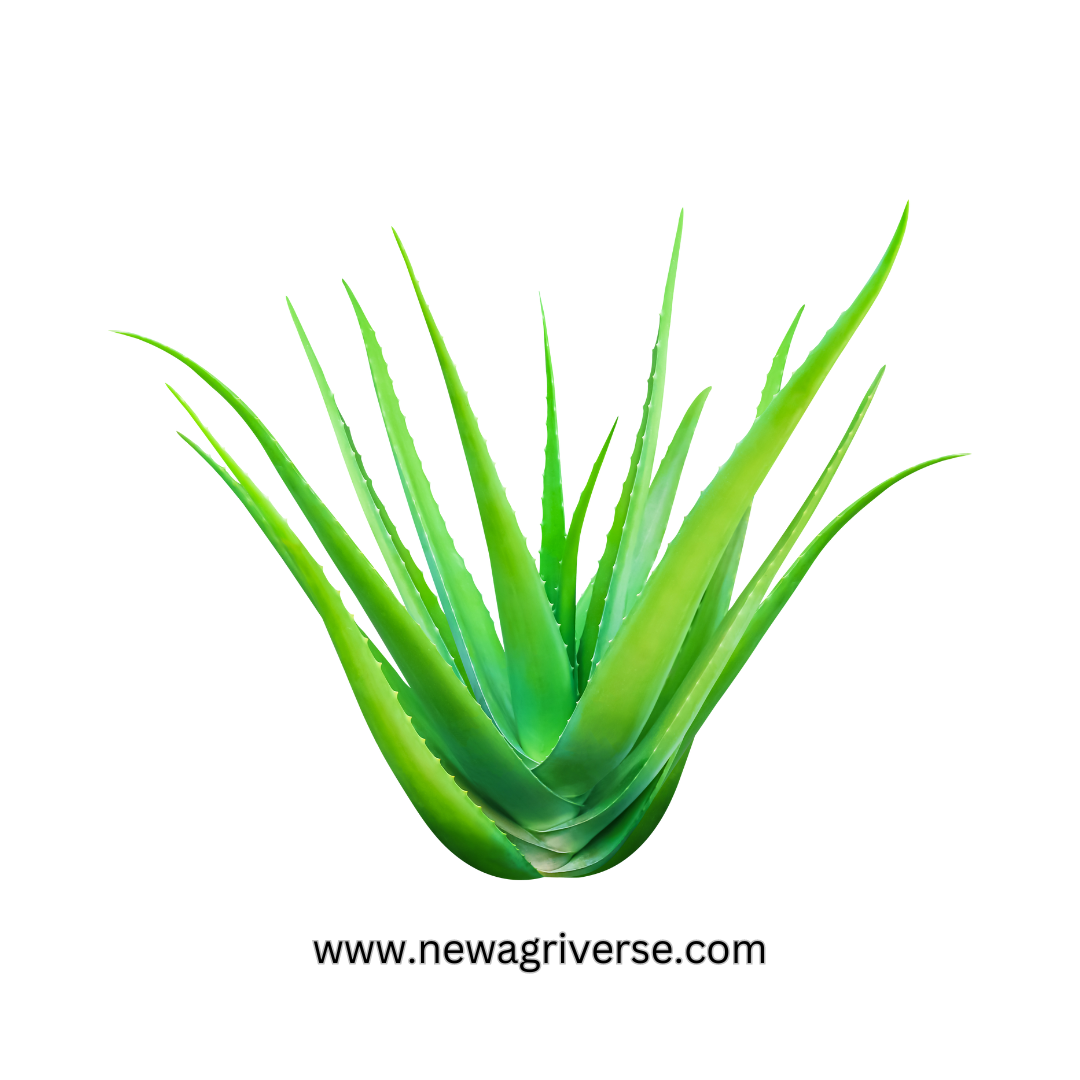 Medicinal Aloe Vera Plant - Live Aloe Vera for Home & Outdoor Gardening | Indoor/Outdoor Balcony Plant for Skin Gel & Health Benefits
