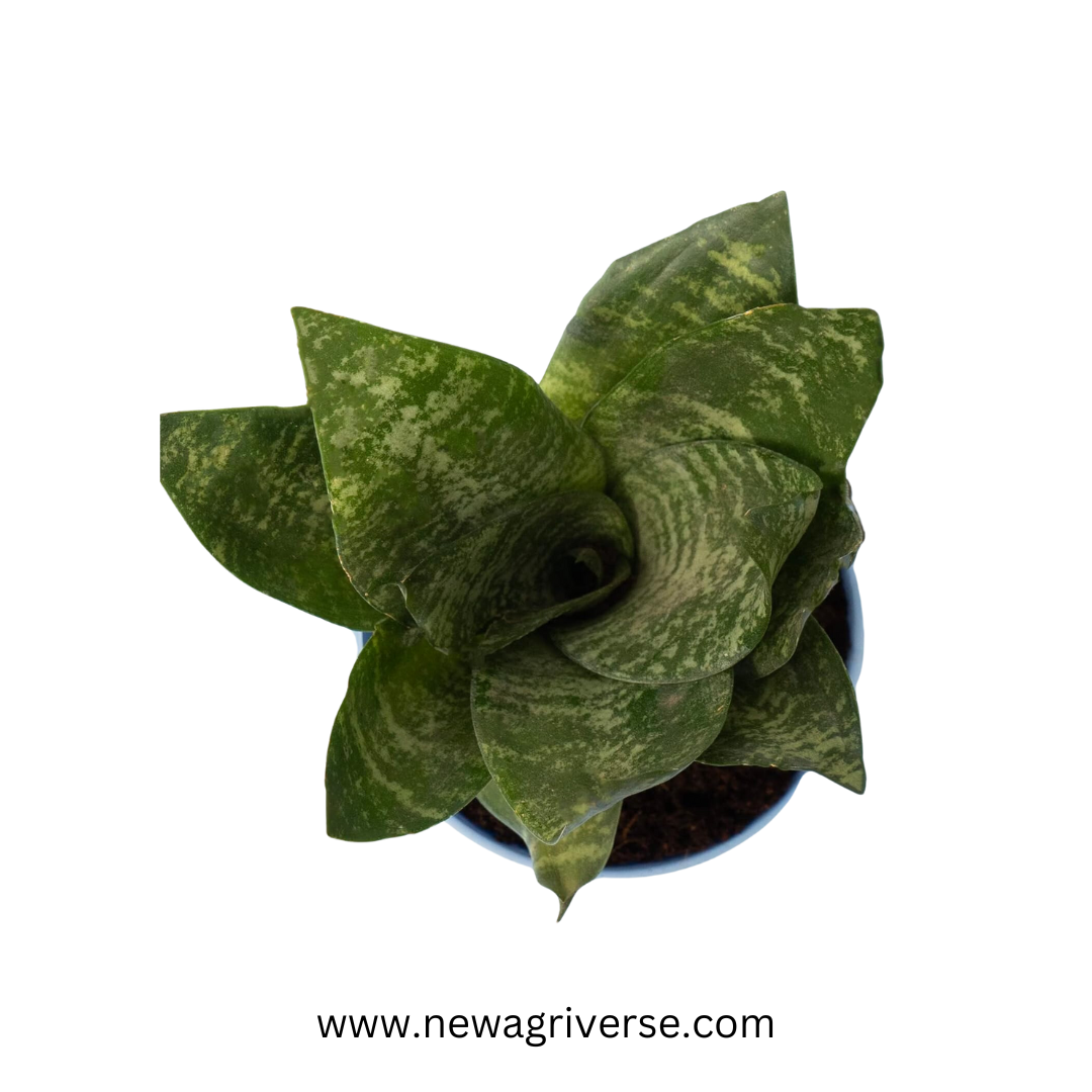 Sansevieria Futura Superba (Golden Hahnii) Snake Plant - Air Purifying Dwarf Snake Plant | Mother In Law's Tongue with Green & Golden Varieties