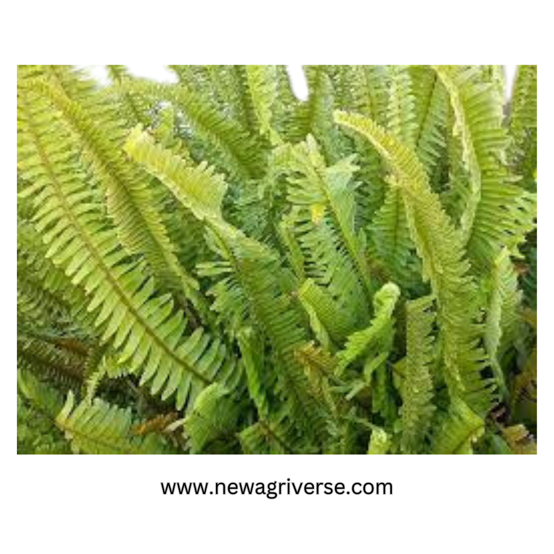 Nephrolepis Cordifolia 'Boston Fern' - Fishbone/Tuberous Sword Fern | Evergreen Perennial Live Plant for Indoors & Outdoors