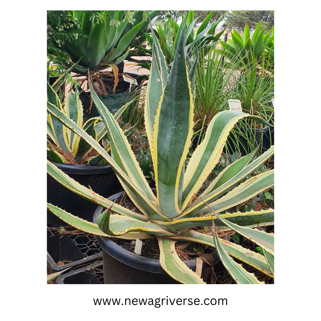 Century Plant (Agave americana) - American Aloe | Maguey Mexican Soap Plant | Parry’s Agave