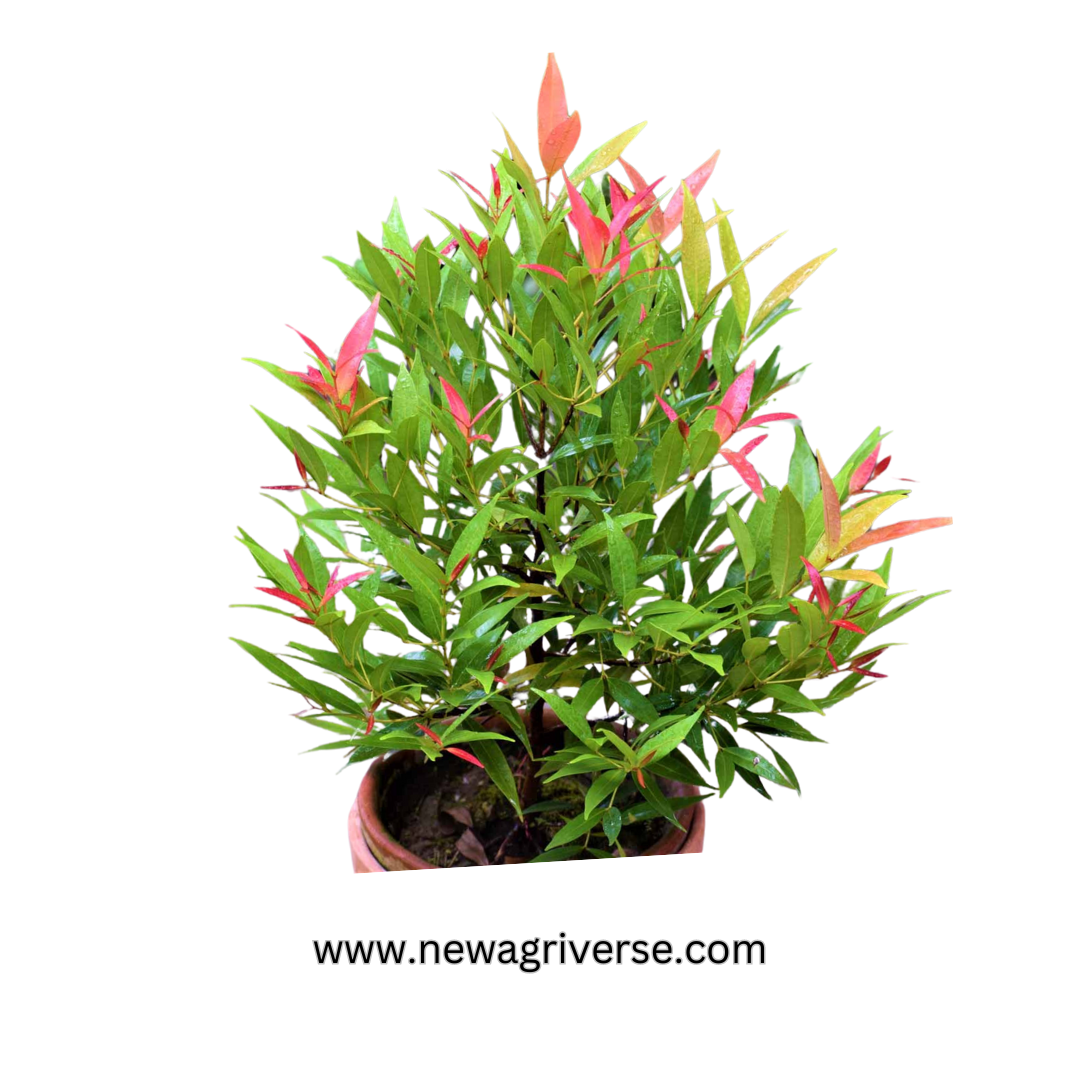 Syzygium Live Plant | Photinia Red Robin / Ficus Cristina - Lush Eugenia | Vibrant Foliage for Indoor/Outdoor Landscaping