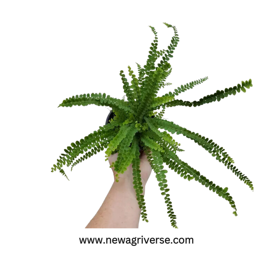 Lemon Button Fern (Nephrolepis Cordifolia Duffii) - Aromatic Indoor Fern Plant