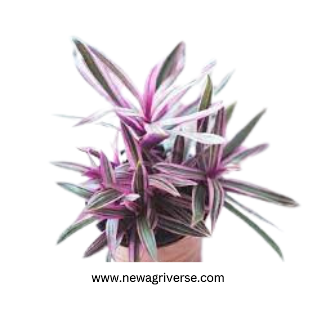 Rhoeo Plant (Moses in the Cradle / Oysterplant / Boatlily) - Tradescantia Spathacea Live Plant | Vibrant Indoor/Outdoor Foliage