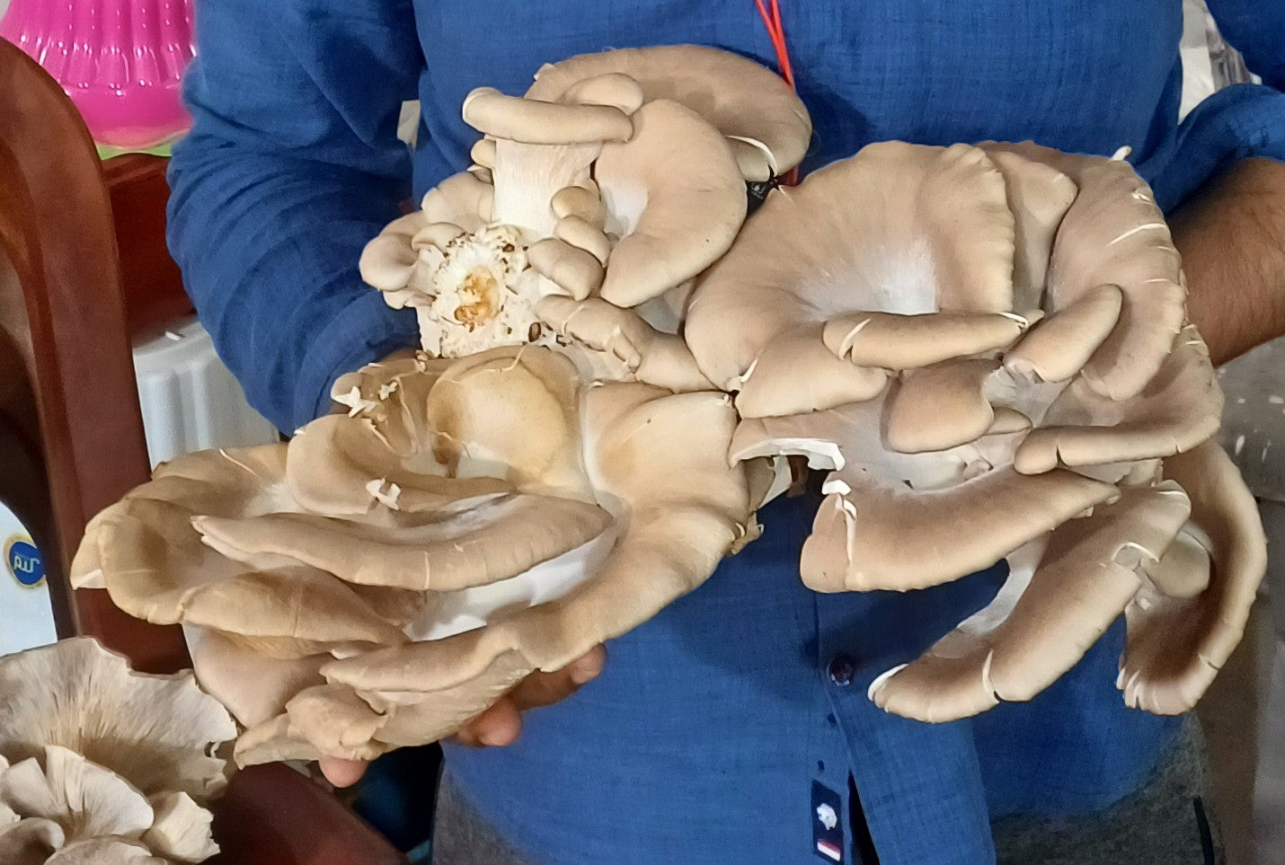 Oyster Mushroom Spawn (Jumbo Strain)