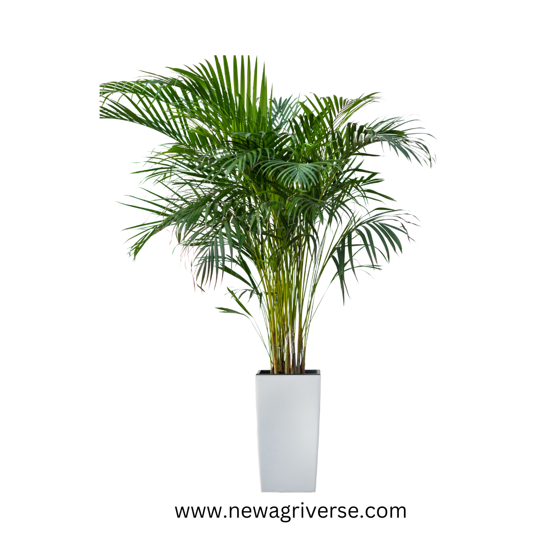 Areca Palm (Dypsis Lutescens) Indoor Live Plant - Healthy Live Plant