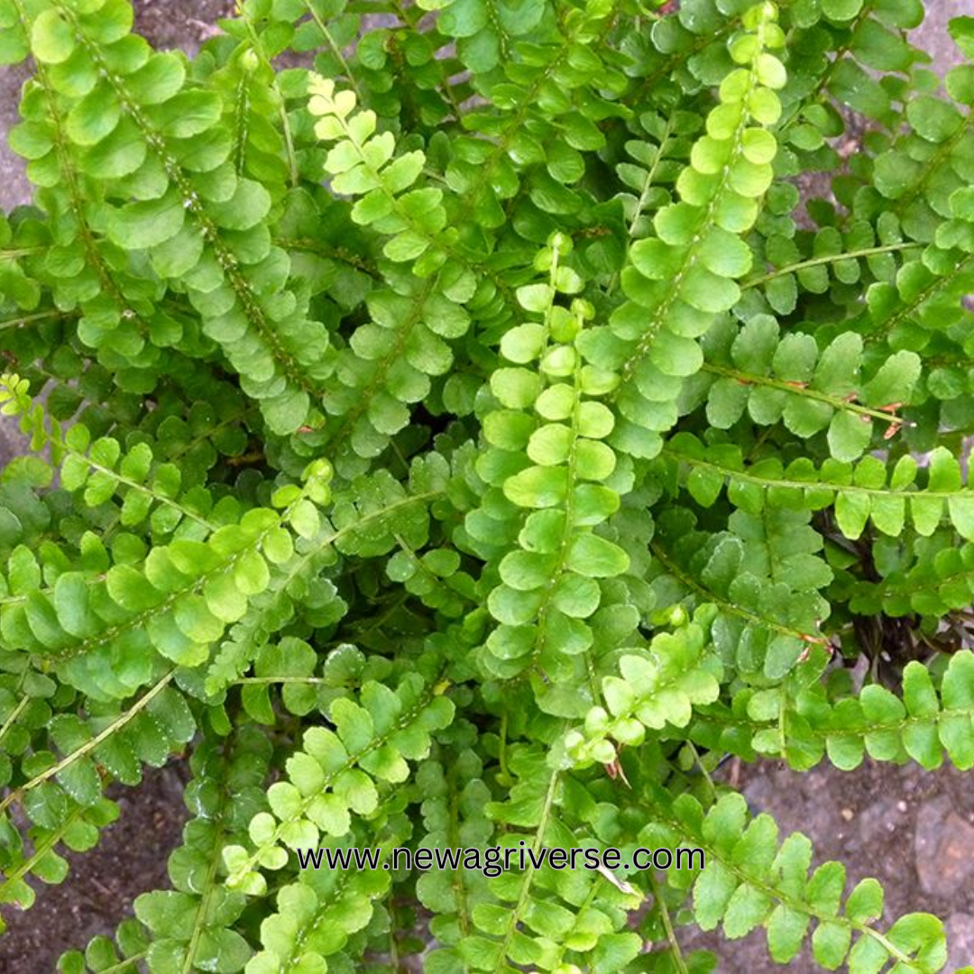 Lemon Button Fern (Nephrolepis Cordifolia Duffii) - Aromatic Indoor Fern Plant