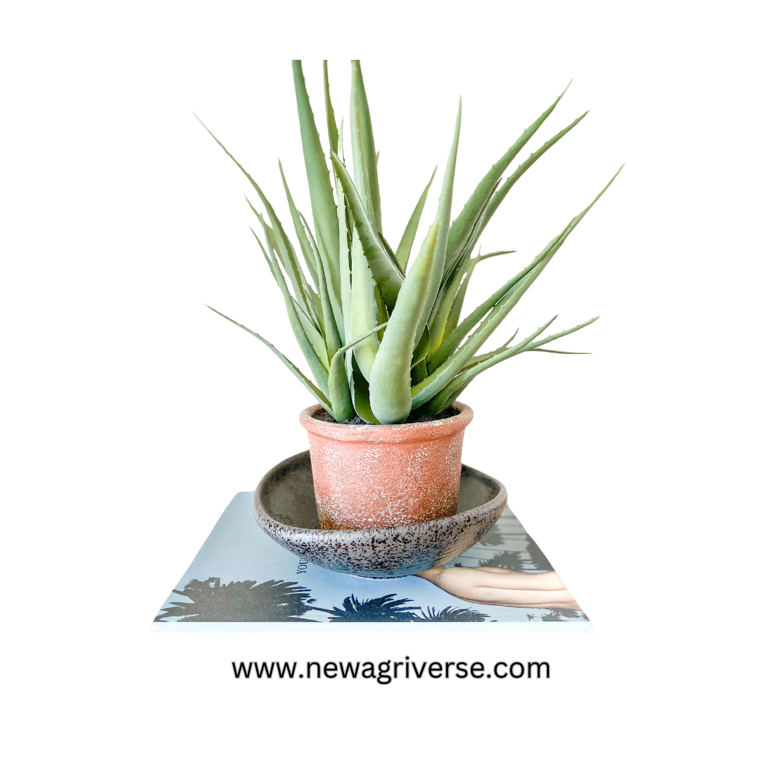 Medicinal Aloe Vera Plant - Live Aloe Vera for Home & Outdoor Gardening | Indoor/Outdoor Balcony Plant for Skin Gel & Health Benefits