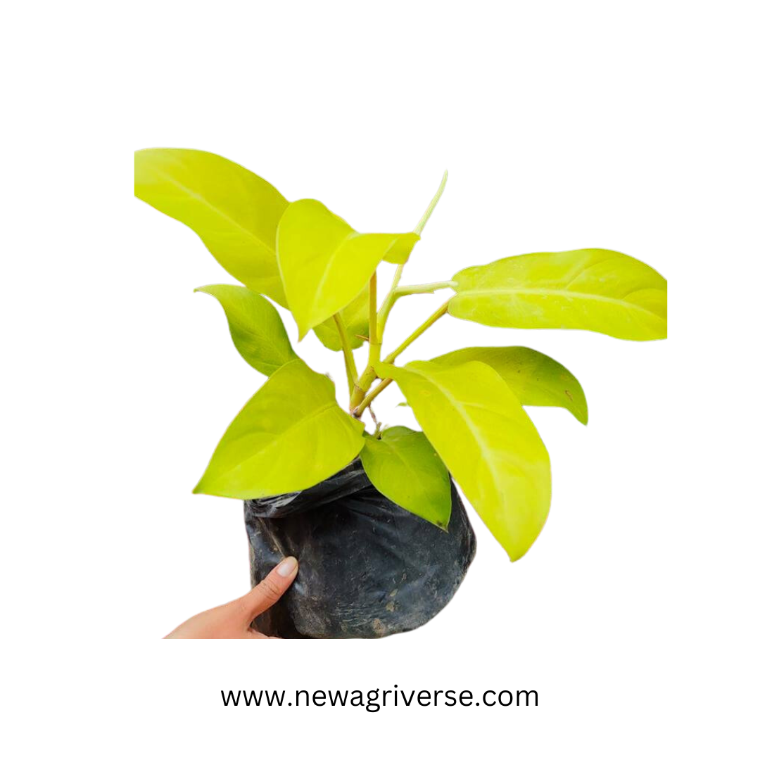 Golden Orlando Philodendron (Golden Goddess/Malay Gold) - Vibrant Lemon-Lime Indoor/Outdoor Climbing Plant
