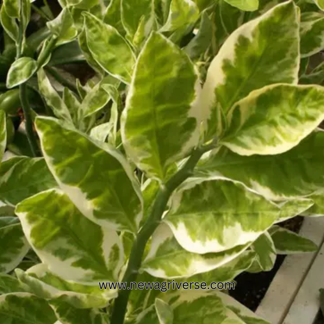 Euphorbia Tithymaloides (Pedilanthus Tithymaloides) 'Karalakam' - Exotic Variegated Live Plant for Indoor/Outdoor Decor