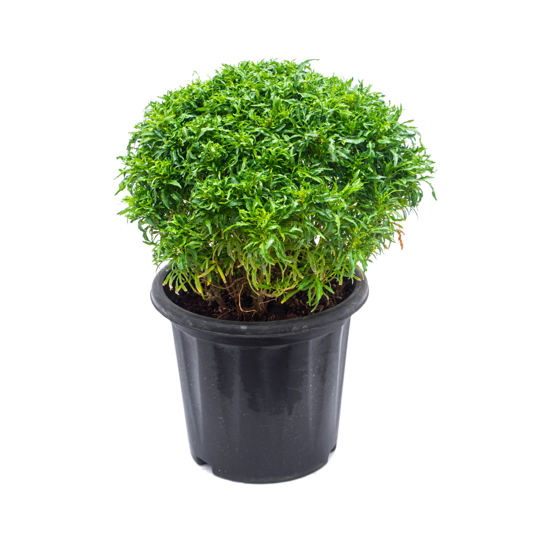 Arelia Green and Aralia Golden Plants - Lush Indoor Foliage Duo | Vibrant Green and Golden Leaf Varieties