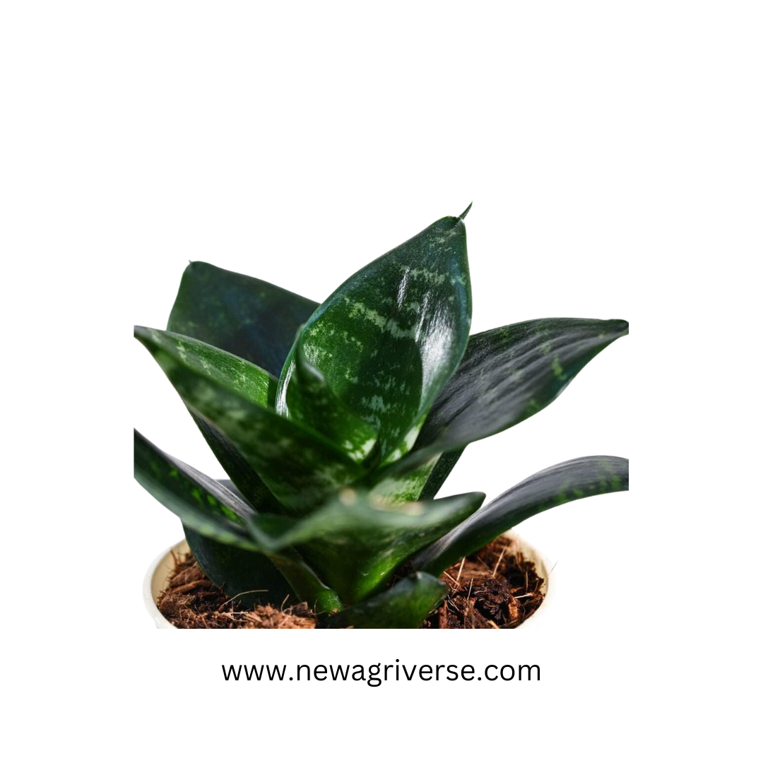 Sansevieria Futura Superba (Golden Hahnii) Snake Plant - Air Purifying Dwarf Snake Plant | Mother In Law's Tongue with Green & Golden Varieties