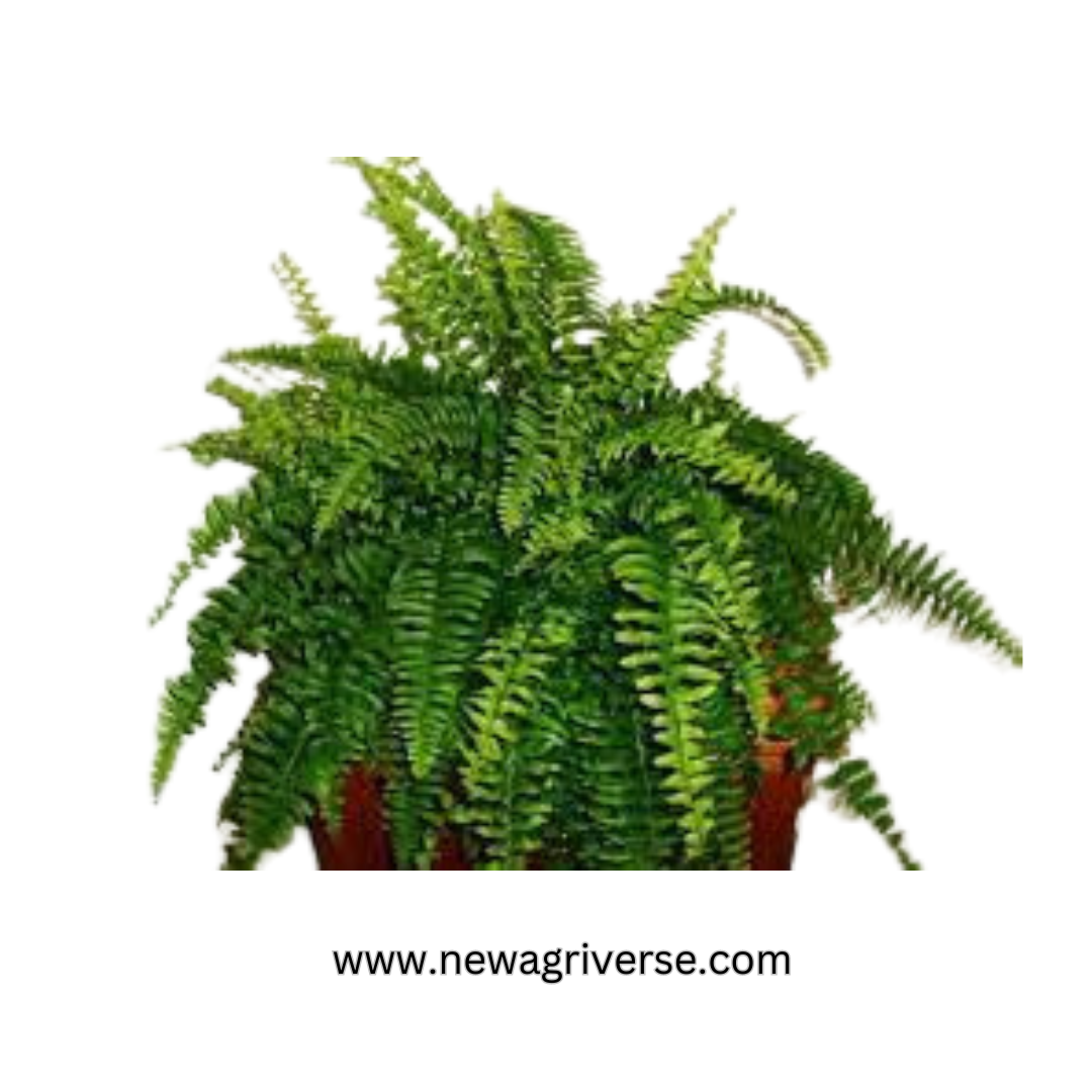Nephrolepis Cordifolia 'Boston Fern' - Fishbone/Tuberous Sword Fern | Evergreen Perennial Live Plant for Indoors & Outdoors