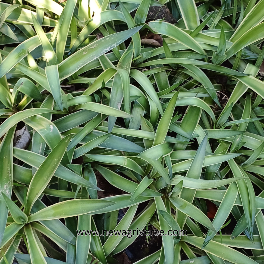 Century Plant (Agave americana) - American Aloe | Maguey Mexican Soap Plant | Parry’s Agave