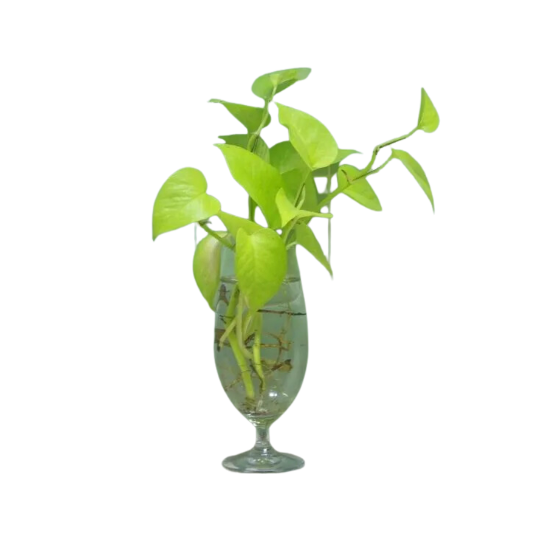 Golden Money Plant with Neon Leaves - Lush Air Purifying Indoor Greenery