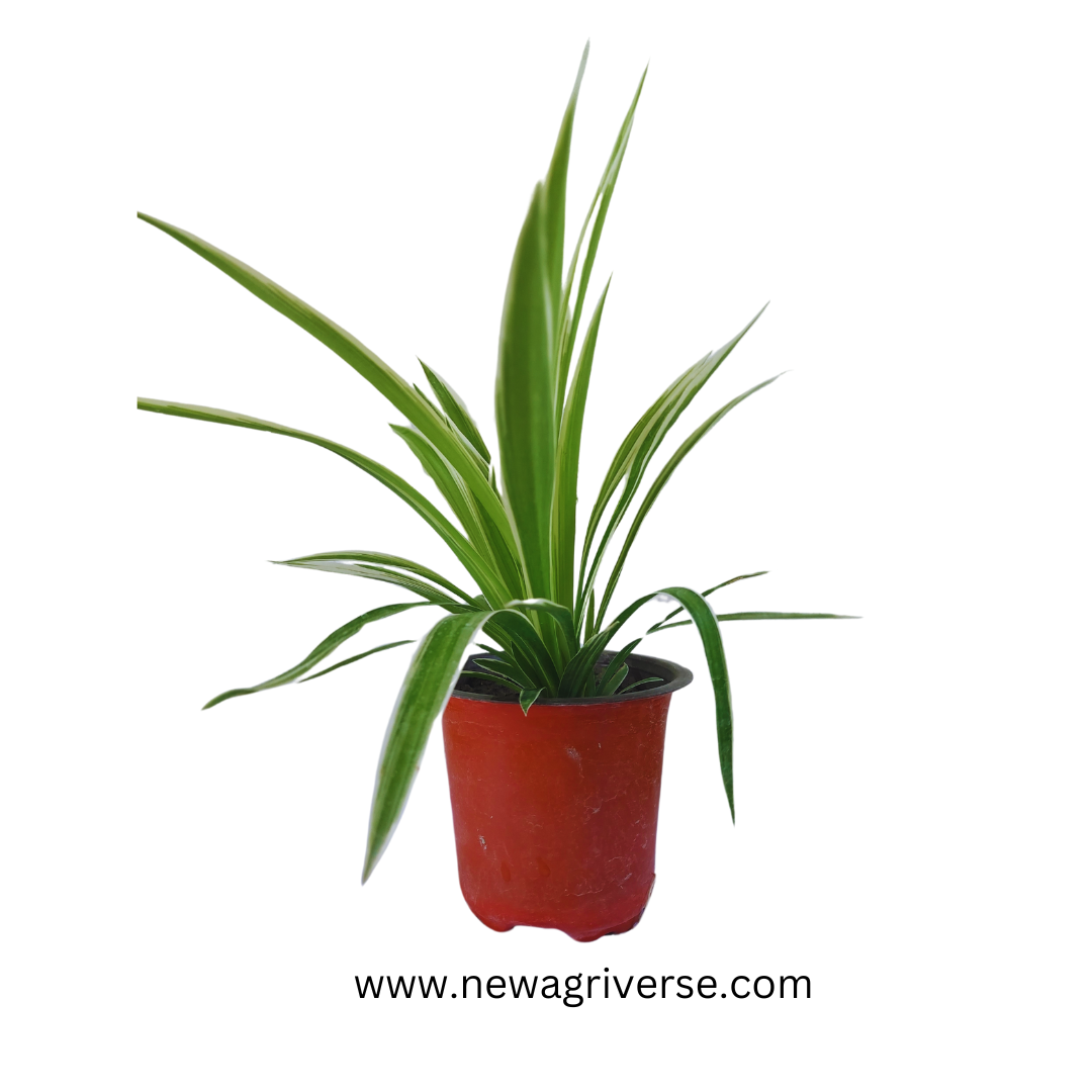 Vibrant Chlorophytum: The Exotic Spider Plant - Ideal for Indoor/Outdoor