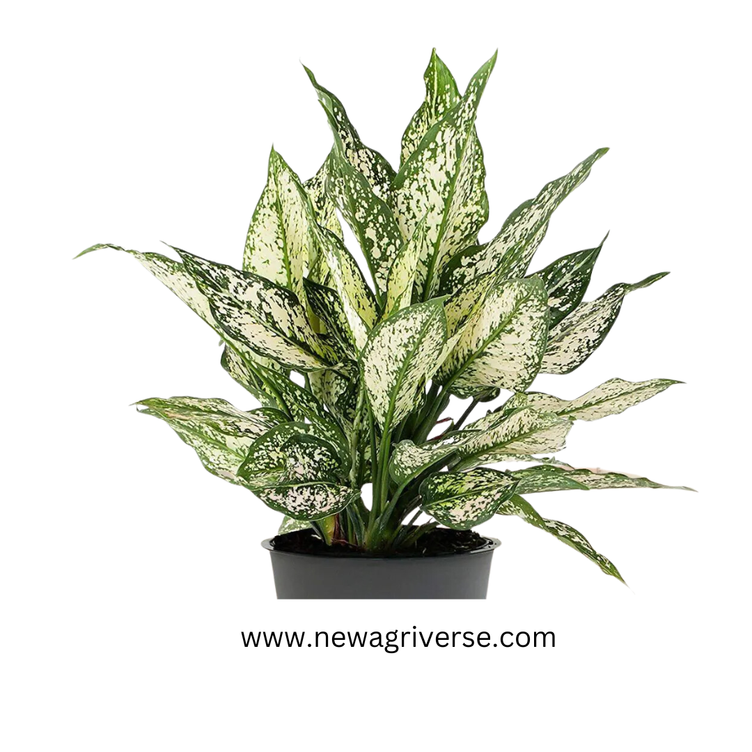 1 chinese evergreen aglaonema commutatum Dwarf Aglaonema Snow White (Chinese Evergreen / Golden Evergreen) - Aglaonema commutatum | Philippine Evergreen Healthy Live Plant
