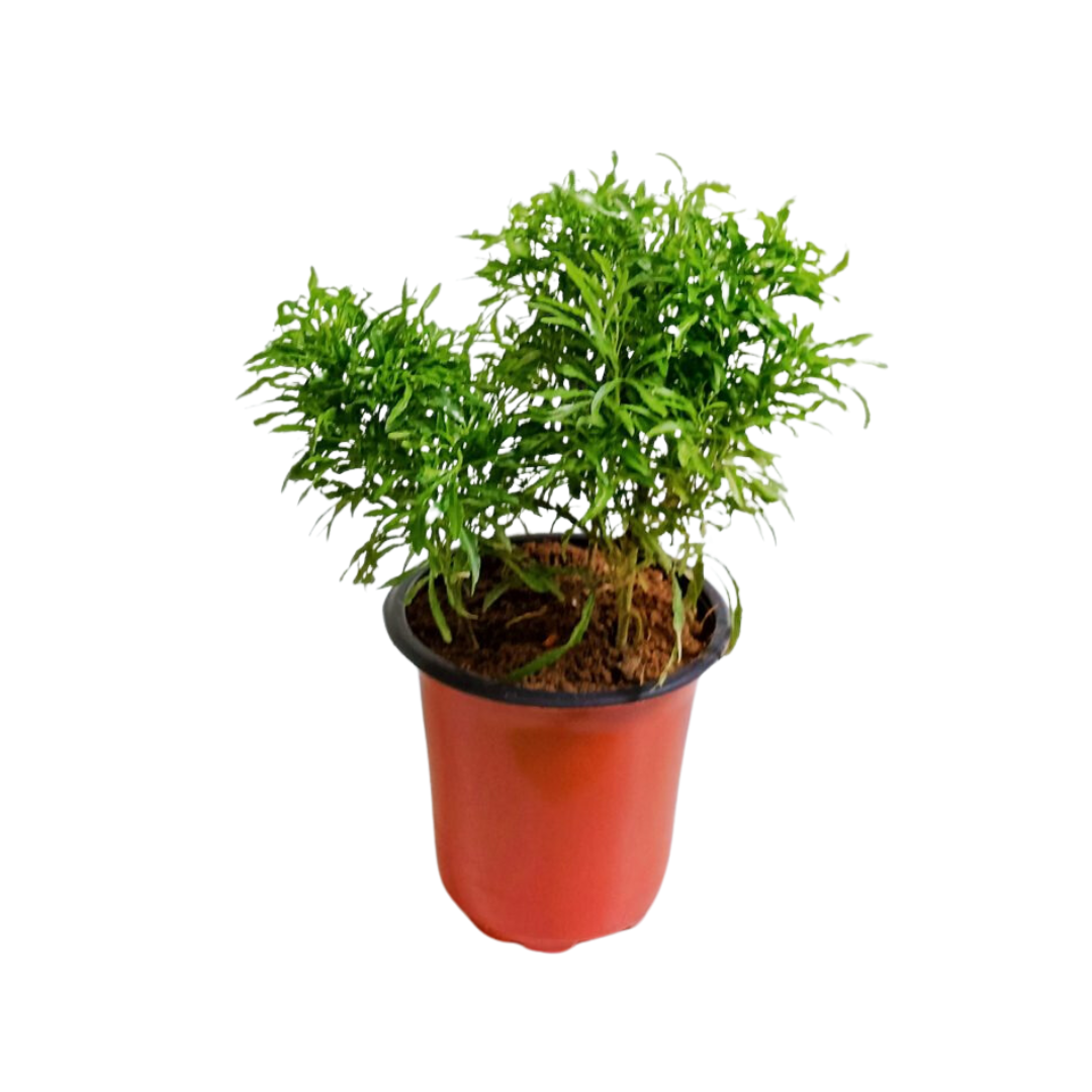 Arelia Green and Aralia Golden Plants - Lush Indoor Foliage Duo | Vibrant Green and Golden Leaf Varieties