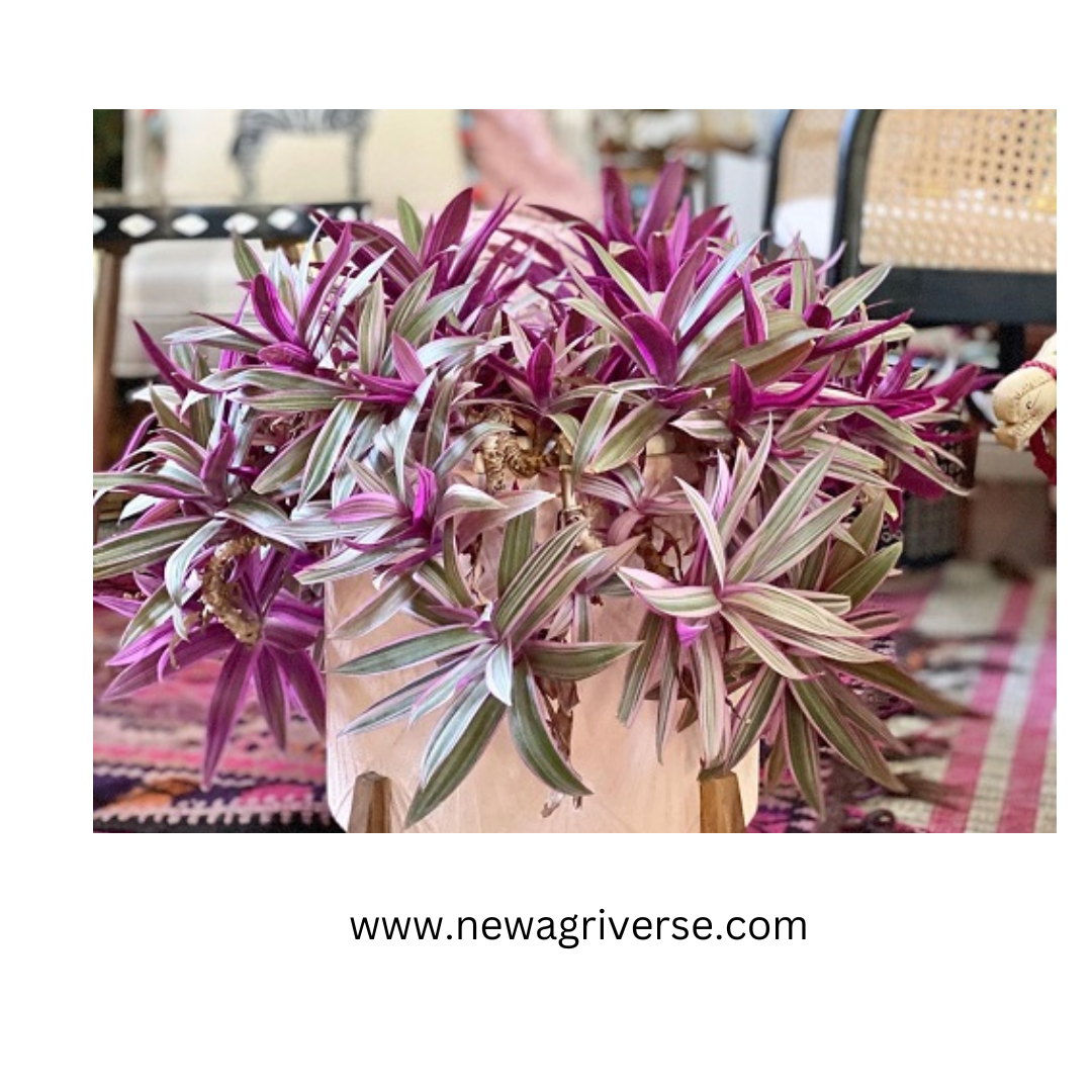 Rhoeo Plant (Moses in the Cradle / Oysterplant / Boatlily) - Tradescantia Spathacea Live Plant | Vibrant Indoor/Outdoor Foliage
