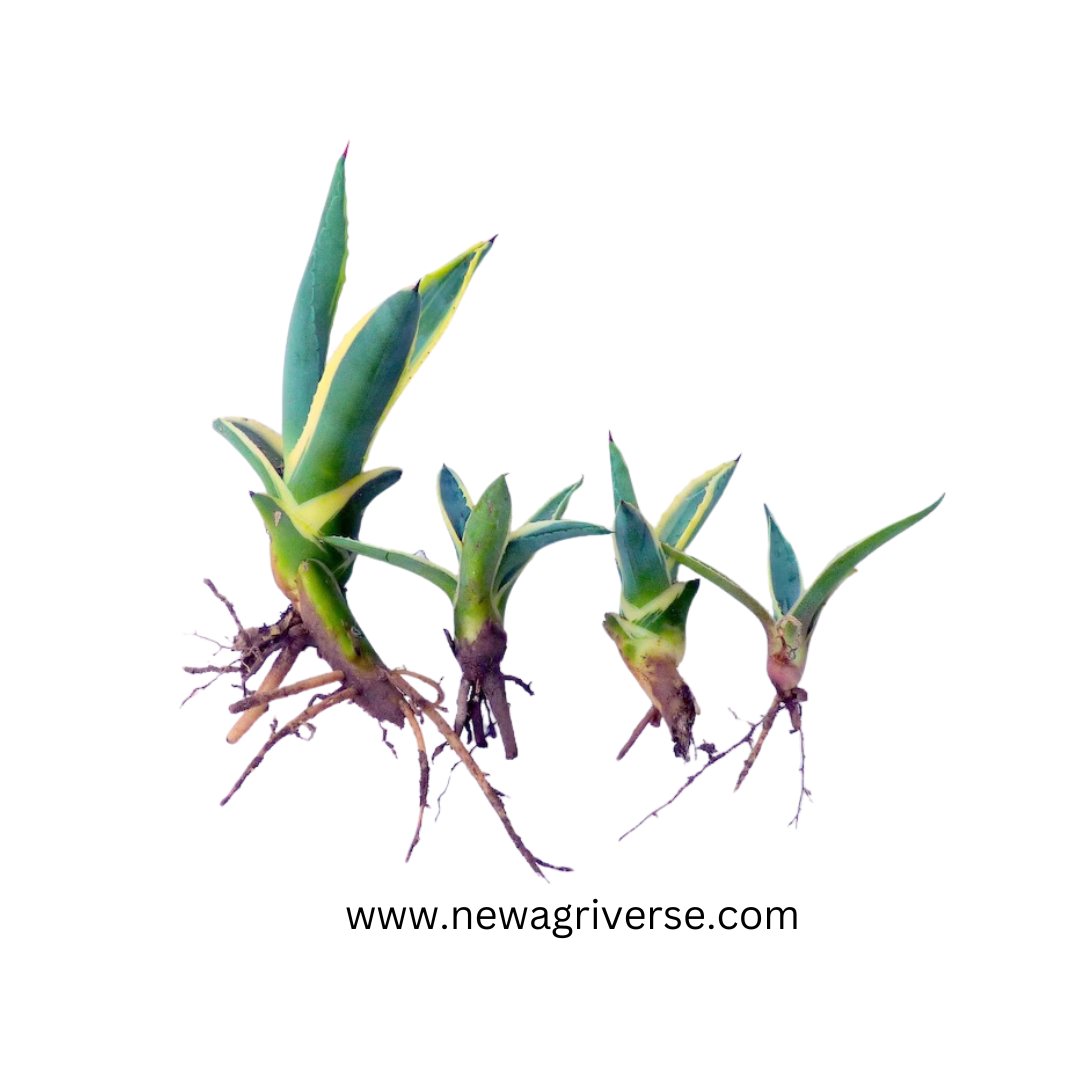 Century Plant (Agave americana) - American Aloe | Maguey Mexican Soap Plant | Parry’s Agave