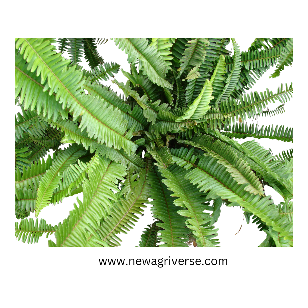 Nephrolepis Cordifolia 'Boston Fern' - Fishbone/Tuberous Sword Fern | Evergreen Perennial Live Plant for Indoors & Outdoors