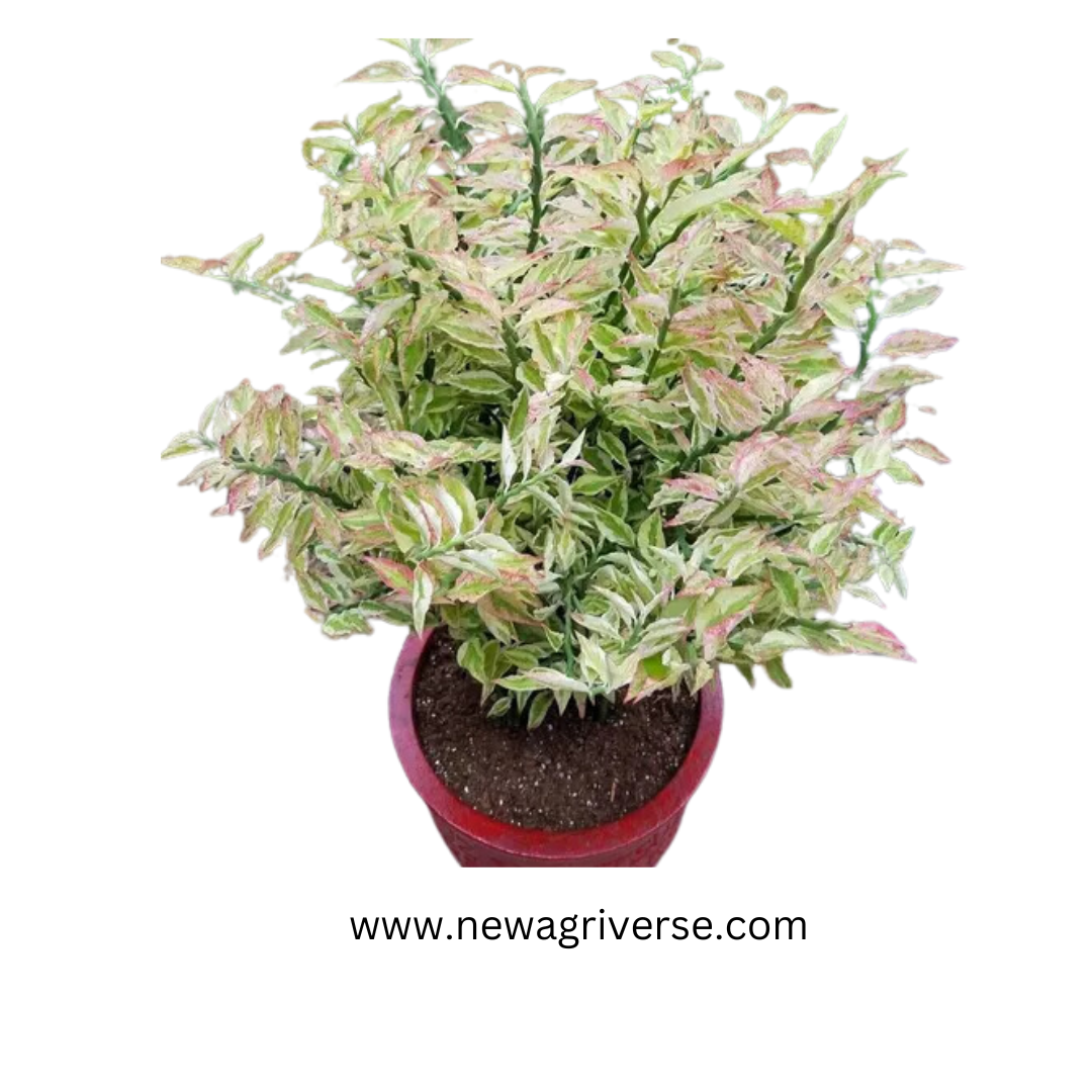 Euphorbia Tithymaloides (Pedilanthus Tithymaloides) 'Karalakam' - Exotic Variegated Live Plant for Indoor/Outdoor Decor