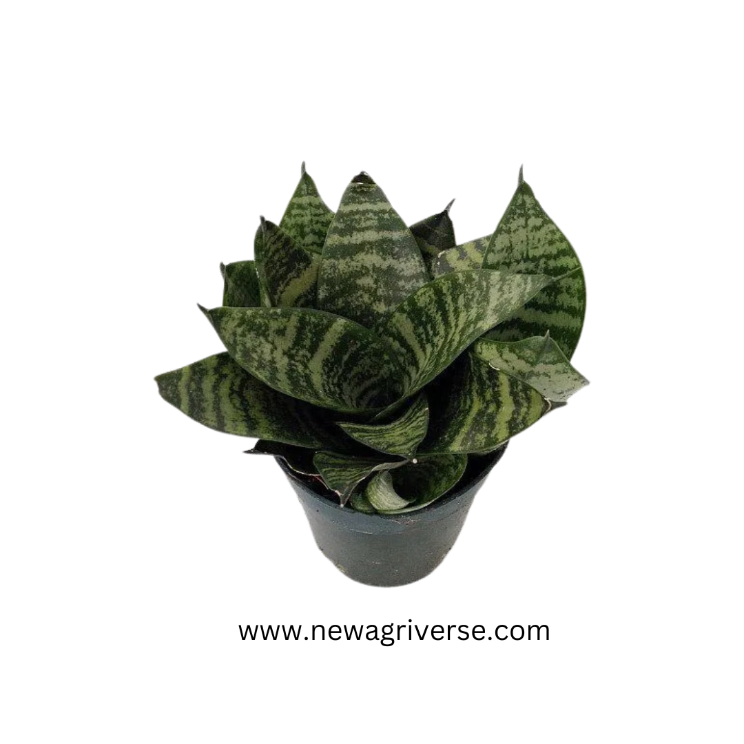 Sansevieria Futura Superba (Golden Hahnii) Snake Plant - Air Purifying Dwarf Snake Plant | Mother In Law's Tongue with Green & Golden Varieties