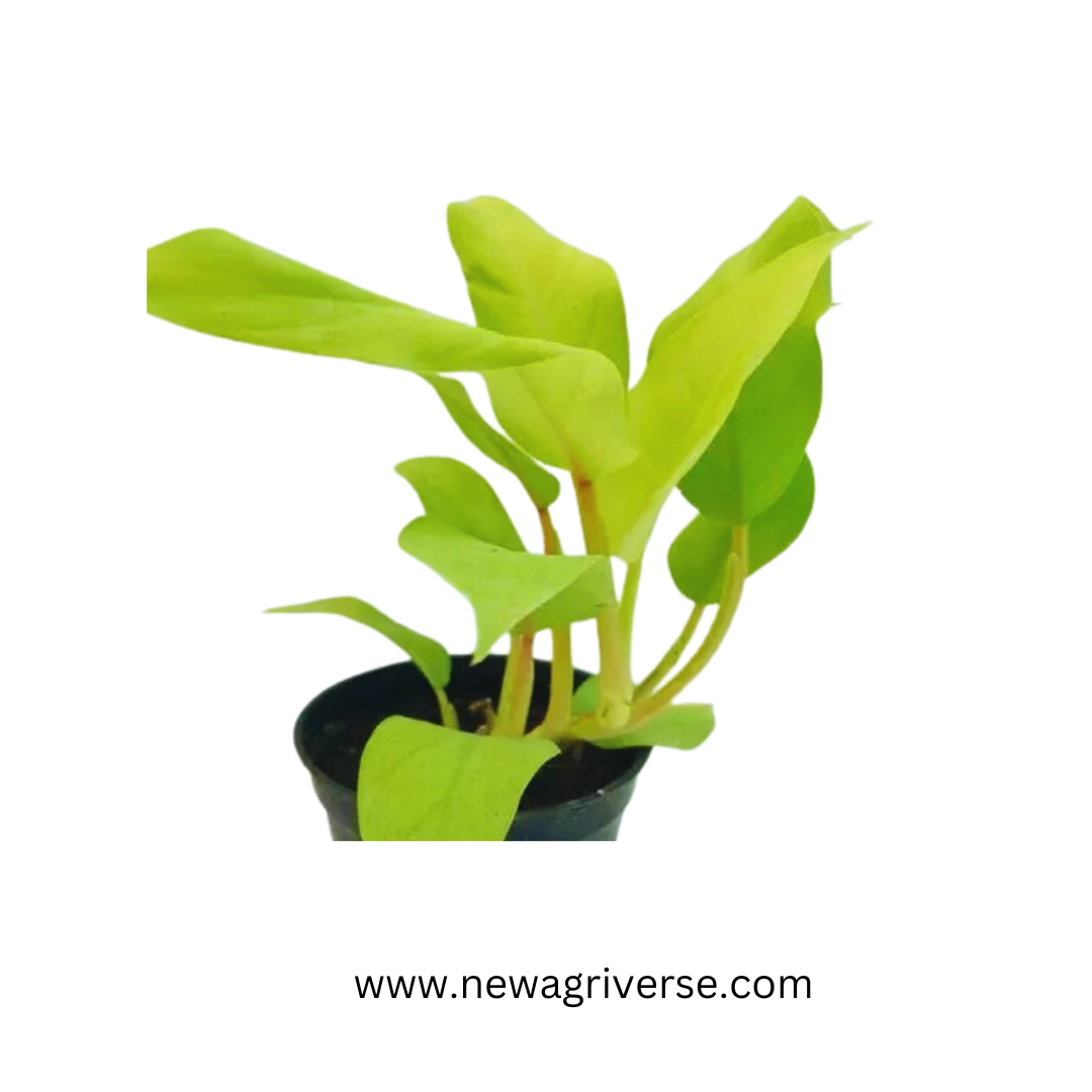 Golden Orlando Philodendron (Golden Goddess/Malay Gold) - Vibrant Lemon-Lime Indoor/Outdoor Climbing Plant