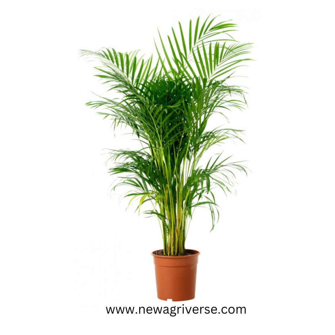 areca palm live Areca Palm (Dypsis Lutescens) Indoor Live Plant