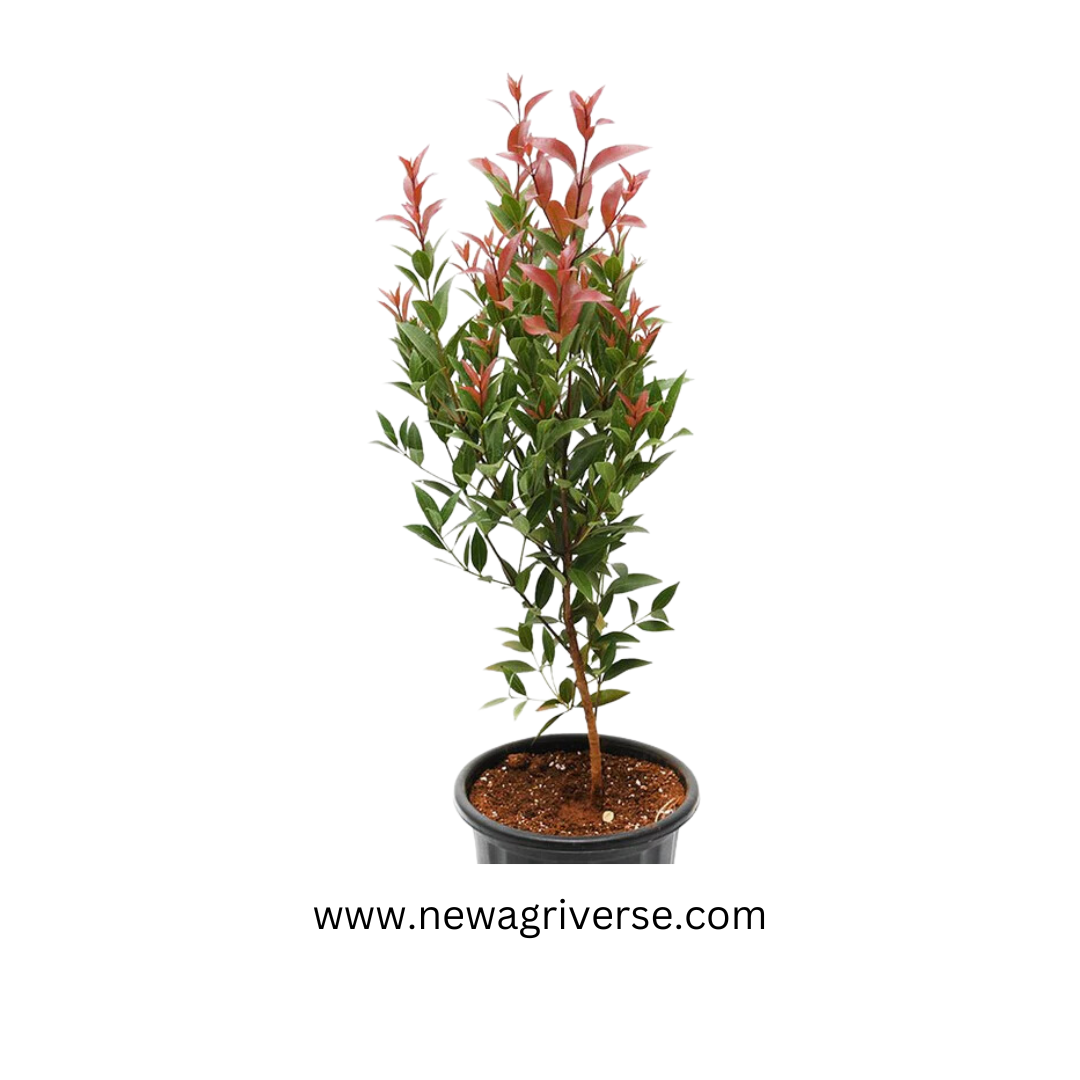 Syzygium Live Plant | Photinia Red Robin / Ficus Cristina - Lush Eugenia | Vibrant Foliage for Indoor/Outdoor Landscaping