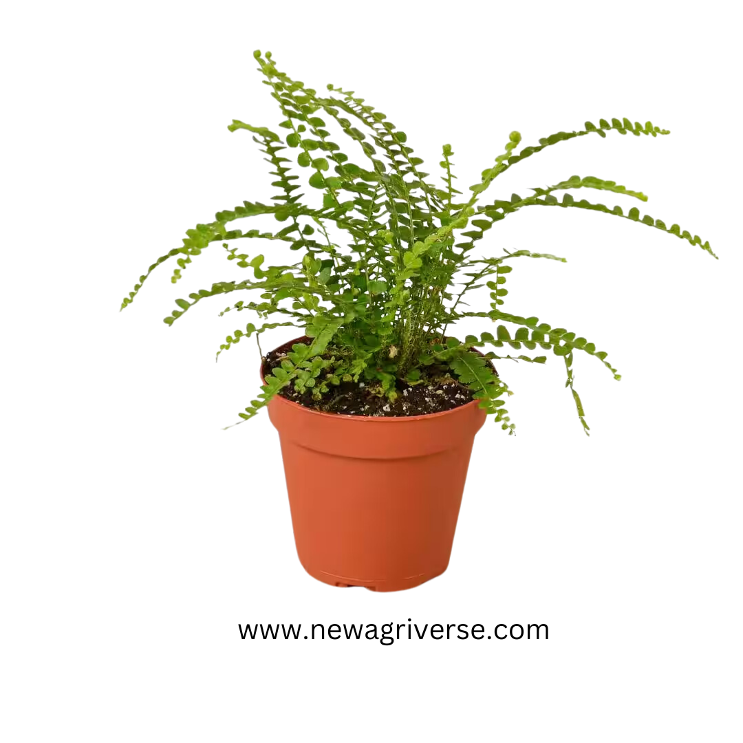 Lemon Button Fern (Nephrolepis Cordifolia Duffii) - Aromatic Indoor Fern Plant