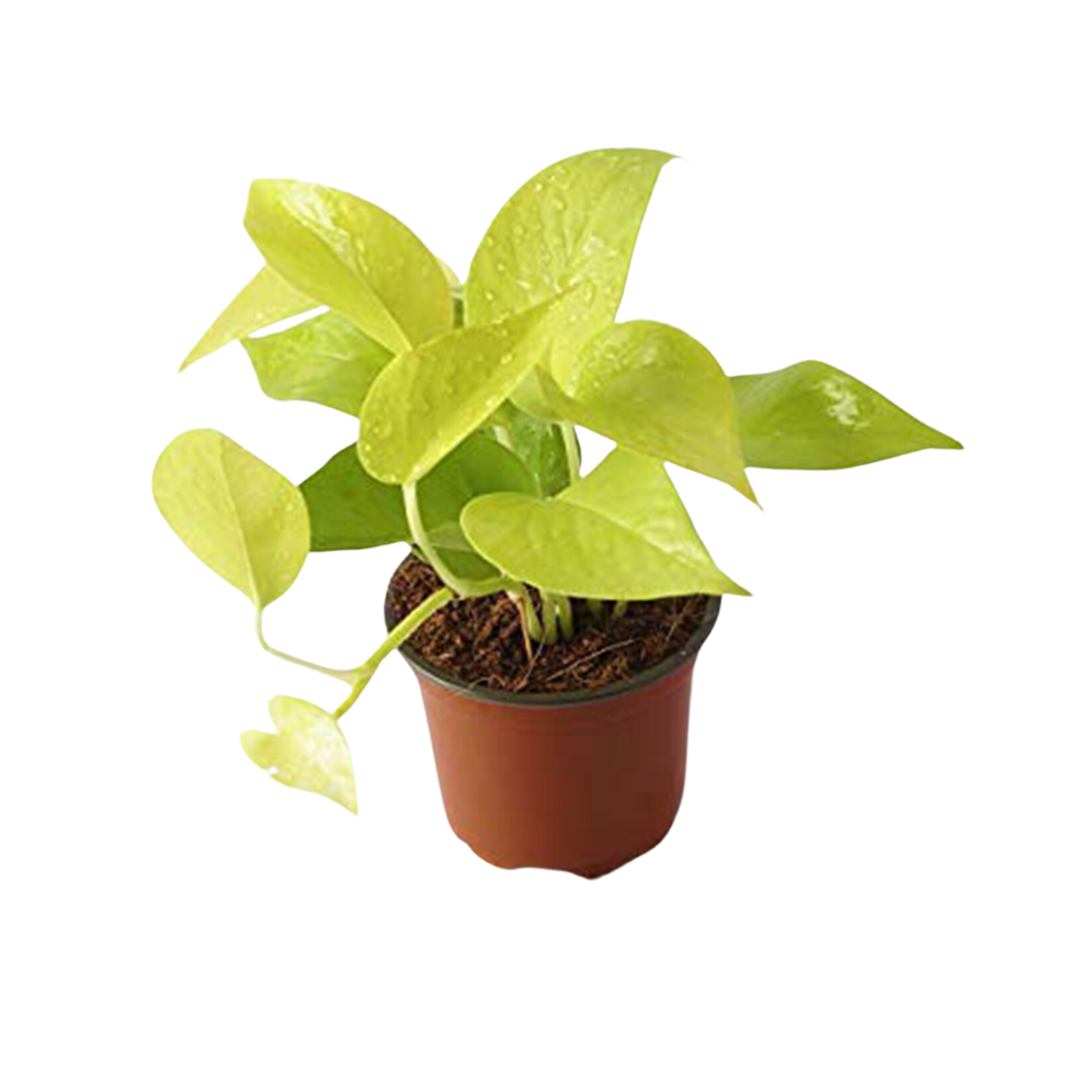 Golden Money Plant with Neon Leaves - Lush Air Purifying Indoor Greenery