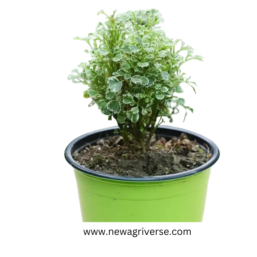 Aralia Variegated White Plant - 'Snow Bush Aralia' | Arelia Ming Indoor/Outdoor Decorative Plant - Miniature Variegated Easy-Care Live Plant