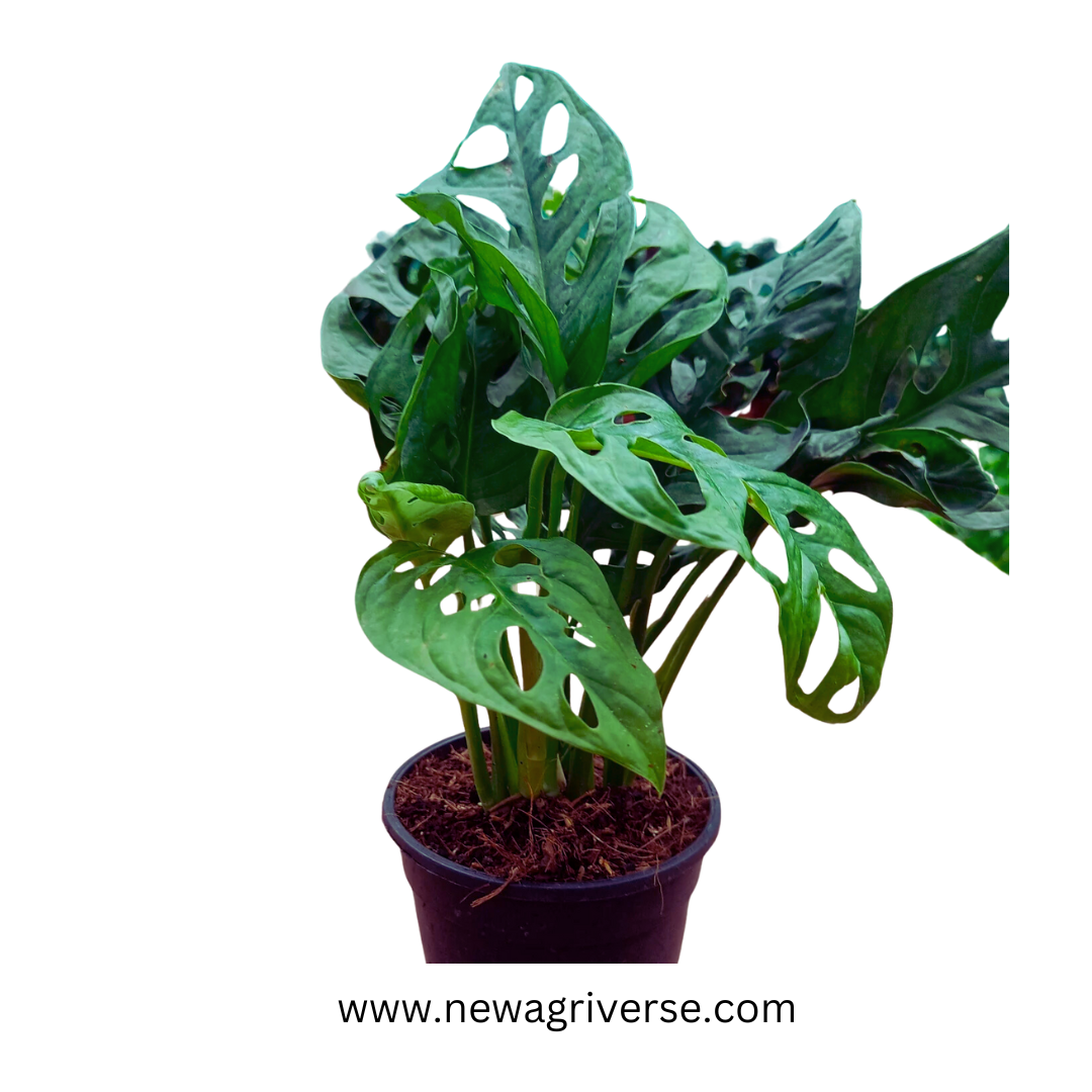 is monstera adansonii a philodendron Philodendron Monstera Deliciosa (Swiss Cheese Plant) - Monstera Adansonii | Matured 5-Inch Pot Indoor Green Plant