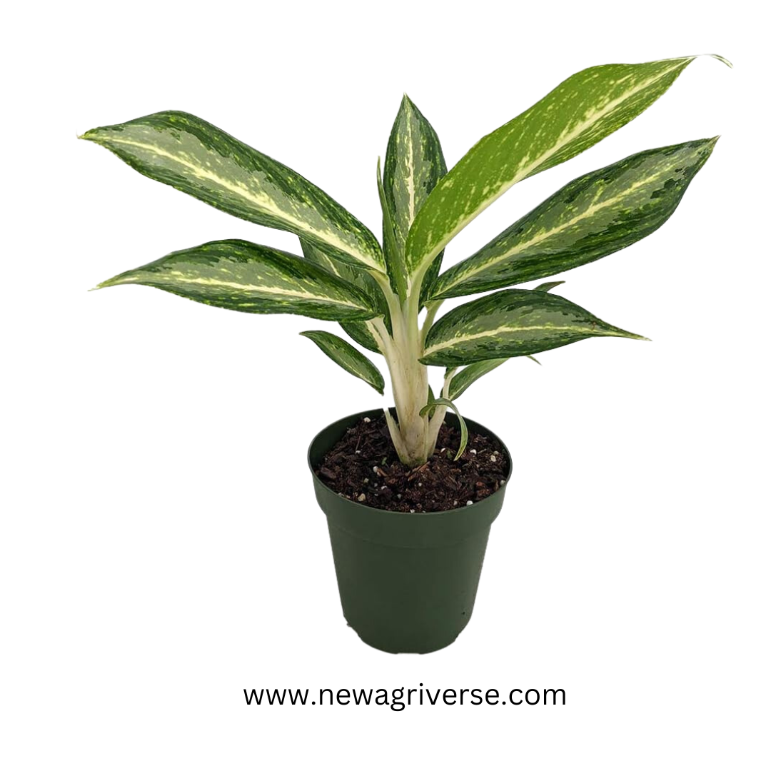 aglaonema air purifier Aglaonema White Rain Plant - White Stem Live Indoor Air Purifier | Native to Asia & Malaysia