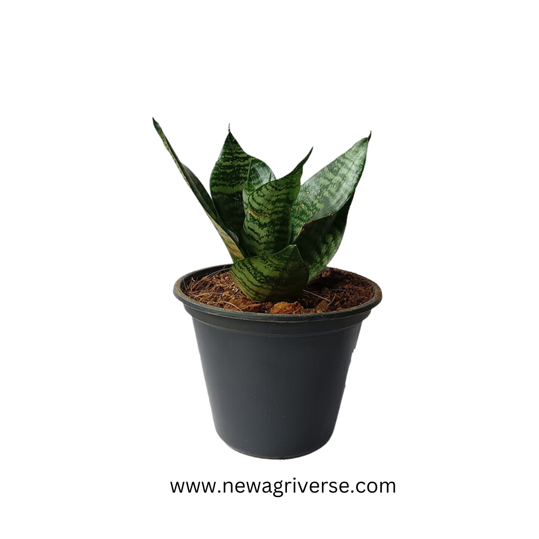 Sansevieria Futura Superba (Golden Hahnii) Snake Plant - Air Purifying Dwarf Snake Plant | Mother In Law's Tongue with Green & Golden Varieties