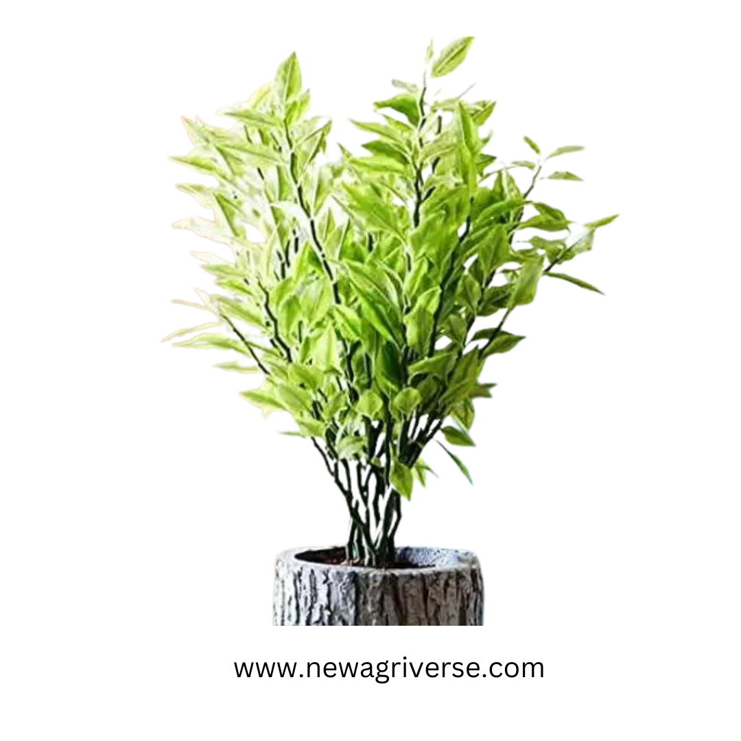 Euphorbia Tithymaloides (Pedilanthus Tithymaloides) 'Karalakam' - Exotic Variegated Live Plant for Indoor/Outdoor Decor