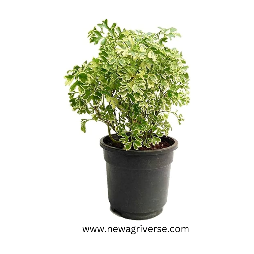 Aralia Variegated White Plant - 'Snow Bush Aralia' | Arelia Ming Indoor/Outdoor Decorative Plant - Miniature Variegated Easy-Care Live Plant