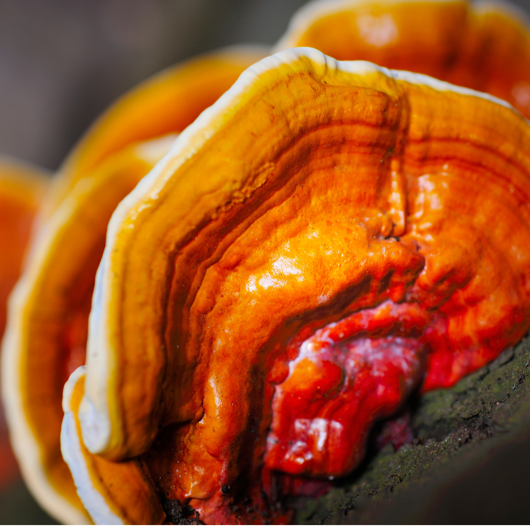 Ganoderma lucidum Mushroom Spawn (Reishi)