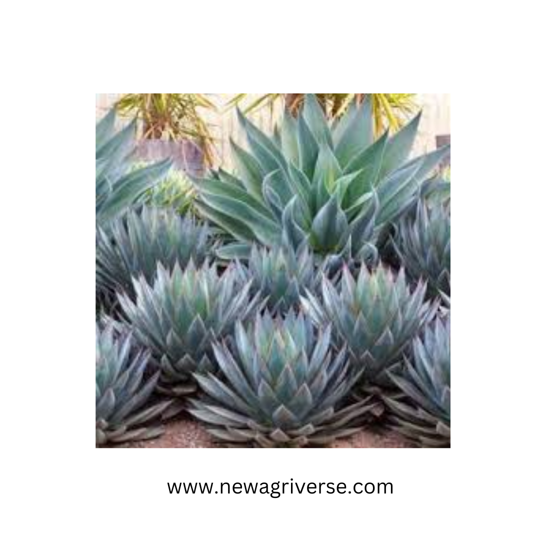 Century Plant (Agave americana) - American Aloe | Maguey Mexican Soap Plant | Parry’s Agave