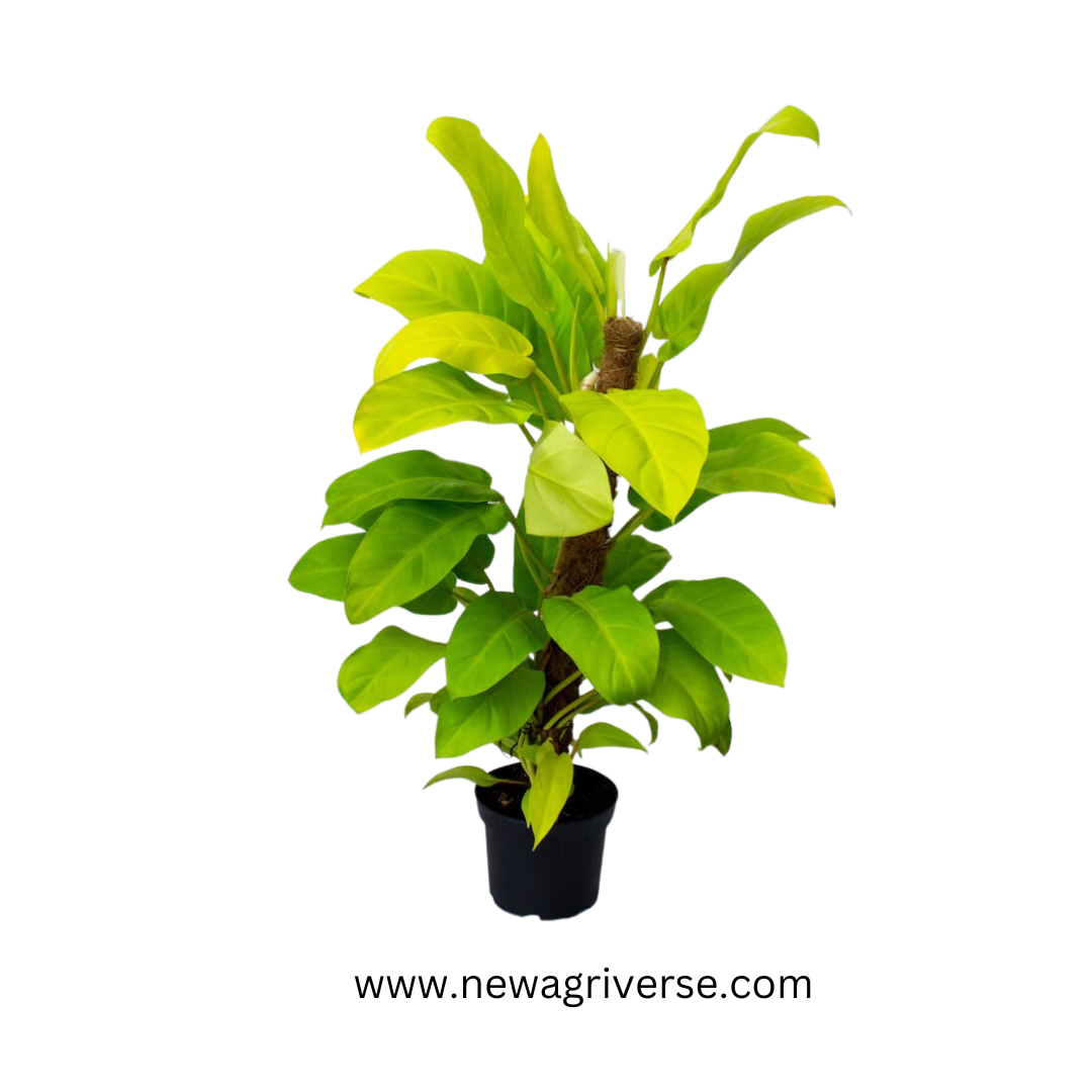 Golden Orlando Philodendron (Golden Goddess/Malay Gold) - Vibrant Lemon-Lime Indoor/Outdoor Climbing Plant